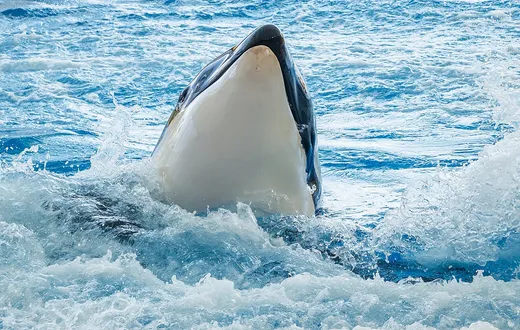 Loro Parque, Puerto de la Cruz, Tenerife