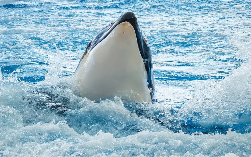 Loro Parque — Puerto de la Cruz, Tenerife, Spain