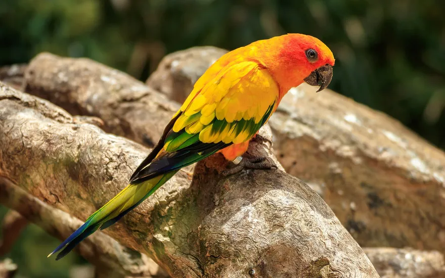 Loro Parque, Puerto de la Cruz, Tenerife