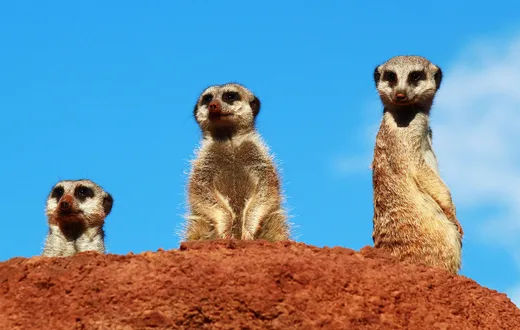 Oasis Wildlife Fuerteventura, La Lajita, Fuerteventura