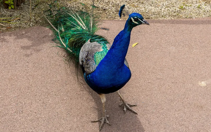 Pairi Daiza, Brugelette